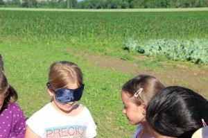 Gemüseernten 2016IMG_3531_16-06-2016