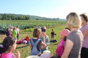 Gemüseernten 2016IMG_3534_16-06-2016