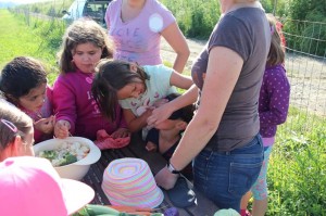 Gemüseernten 2016IMG_3535_16-06-2016
