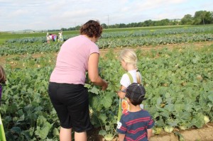 Gemüseernten 2016IMG_3540_16-06-2016