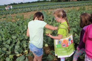 Gemüseernten 2016IMG_3542_16-06-2016