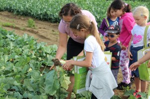 Gemüseernten 2016IMG_3543_16-06-2016