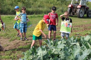 Gemüseernten 2016IMG_3547_16-06-2016