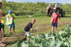 Gemüseernten 2016IMG_3549_16-06-2016