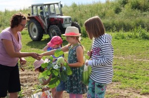 Gemüseernten 2016IMG_3551_16-06-2016