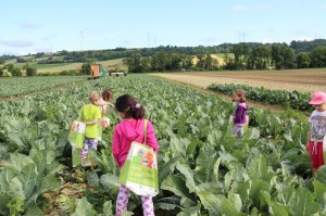Gemüseernten 2016IMG_3552_16-06-2016