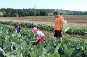 Gemüseernten 2016IMG_3553_16-06-2016