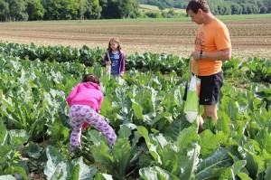 Gemüseernten 2016IMG_3555_16-06-2016