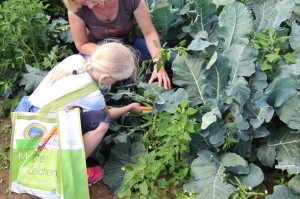 Gemüseernten 2016IMG_3558_16-06-2016