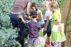 Gemüseernten 2016IMG_3559_16-06-2016