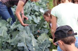 Gemüseernten 2016IMG_3560_16-06-2016