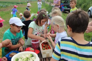 Gemüseernten 2016IMG_3561_16-06-2016